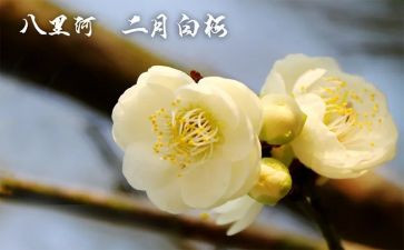 2024年2月党日活动总结模板5篇