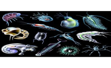 生物学教案7篇