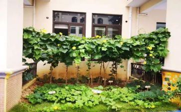 清明菜教案模板7篇