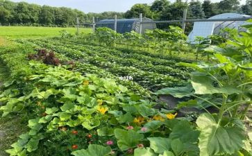 大班买菜音乐教案6篇