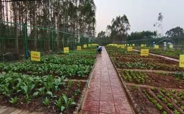 中班教案买菜教案参考7篇