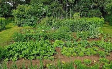 市场蔬菜调查报告6篇