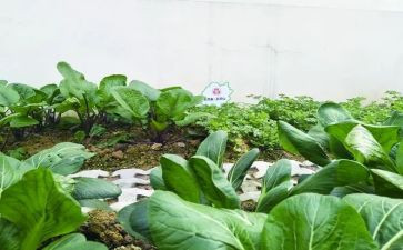 超市蔬菜组工作总结8篇