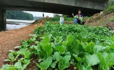 买菜教案参考8篇