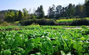介绍鲁菜的演讲稿推荐5篇