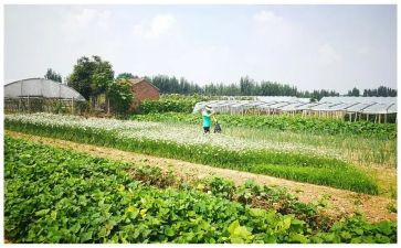 蔬菜营养多中班教案5篇