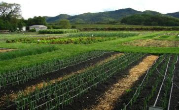 大班菜园里教案6篇