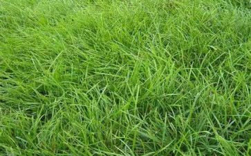 草的教案反思最新7篇