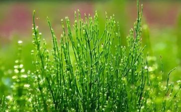 大班语言《草》的教案最新7篇