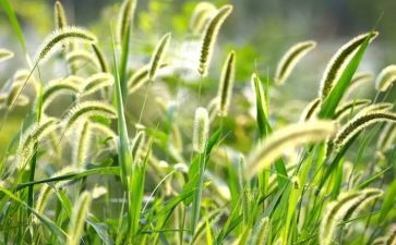 花草灯教案5篇