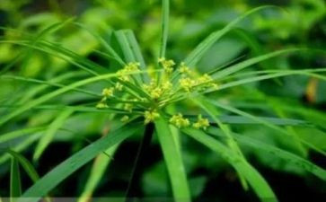 买卖草合同模板8篇