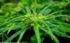古诗草小班幼儿教案5篇
