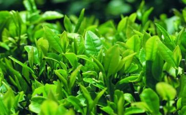 三分钟关于茶的演讲稿推荐8篇