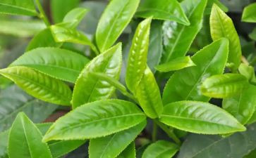 茶的作用教案5篇