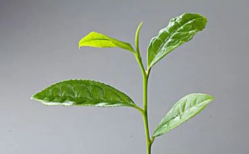 奶茶店年终总结6篇