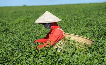 大学生对茶调查报告精选6篇