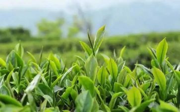画茶壶教案6篇