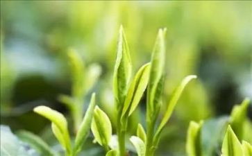 有关茶的调查报告精选6篇
