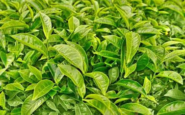 有关茶的调查报告通用7篇