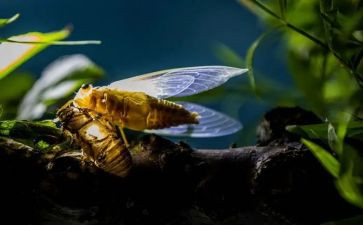 蝉教师总结推荐8篇