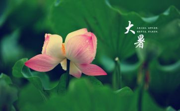 写大暑的作文7篇