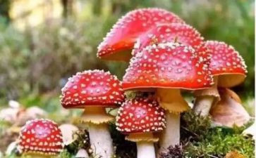 开展禁毒宣传活动的总结6篇
