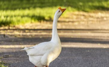 白鹅的作文精选7篇