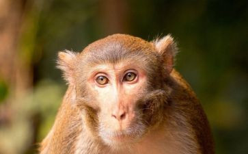 小猴子下山教案5篇
