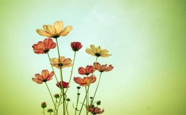 三年级花钟教案6篇