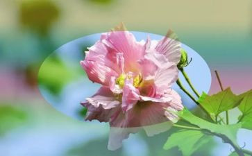 小花鼓教案8篇