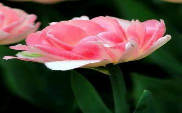 幼儿园看花灯教案6篇