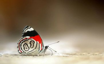 蝴蝶飞音乐教案最新8篇
