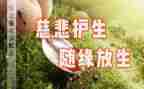保护生态环境教案8篇
