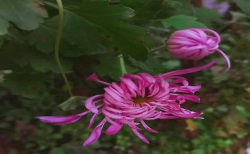 小班菊花教案8篇