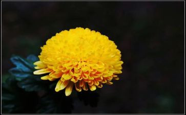 幼儿园画菊花教案7篇