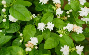 茉莉花音乐教案6篇