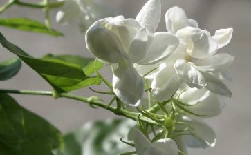 茉莉花教学反思6篇