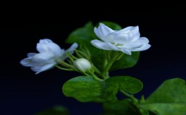 大班《茉莉花》教案5篇
