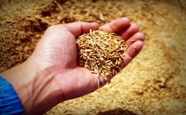 送粮食教案最新8篇