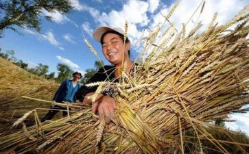 节约粮食英语小作文6篇