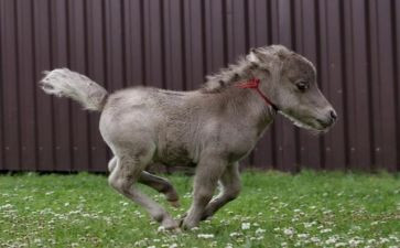 幼儿园大班小马过河教案6篇