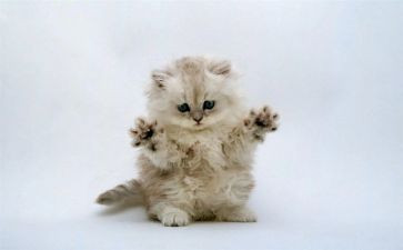 小班躲猫猫教案7篇