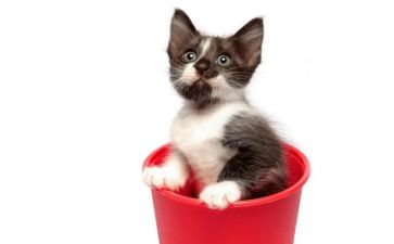 数学《小猫钓鱼》教案5篇