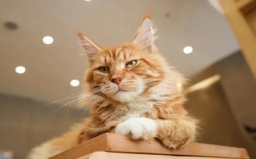 介绍猫的作文优质5篇