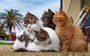猫第二课时教案7篇