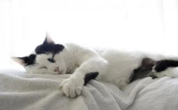 《小猫钓鱼》语言教案7篇