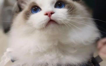 猫教学教案及反思最新8篇
