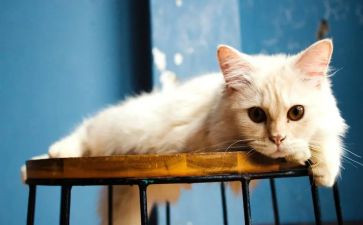 四年级下册猫的教案模板8篇