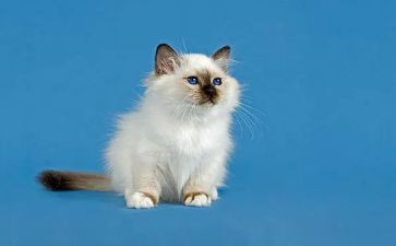 猫与老鼠中班教案优秀7篇