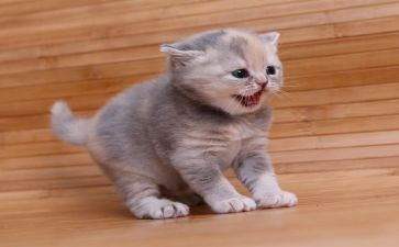 猫教学教案及反思模板5篇